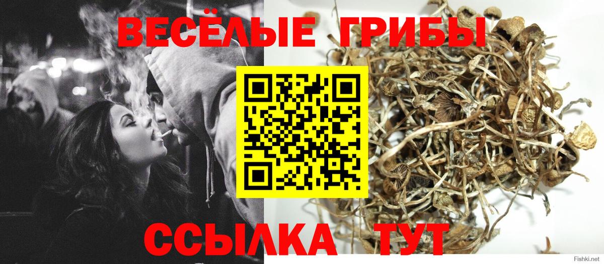 Псилоцибиновые грибы Psilocybine cubensis Камень-на-Оби